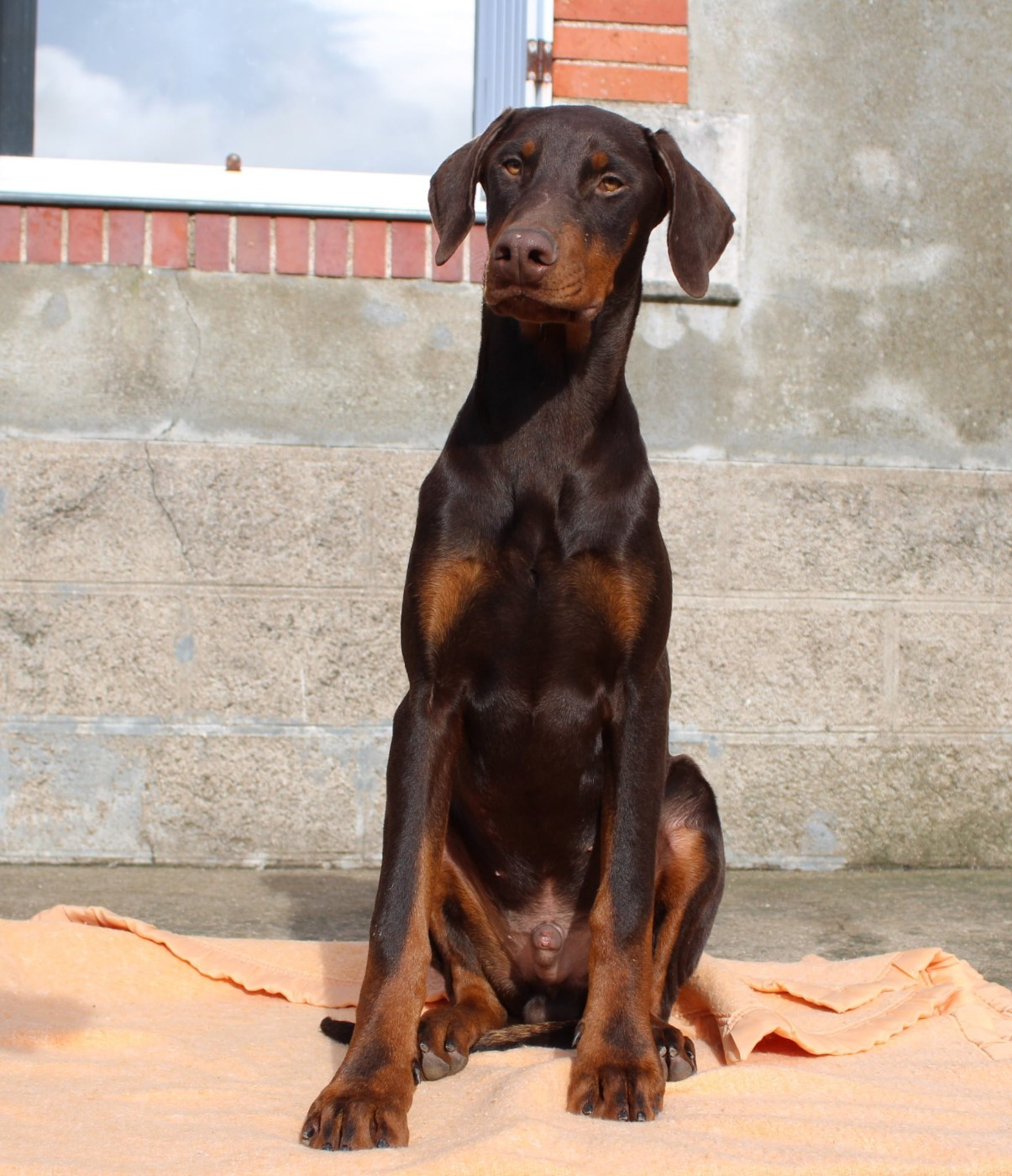Des Anges Du Mont D'or - Chiots disponibles - Dobermann