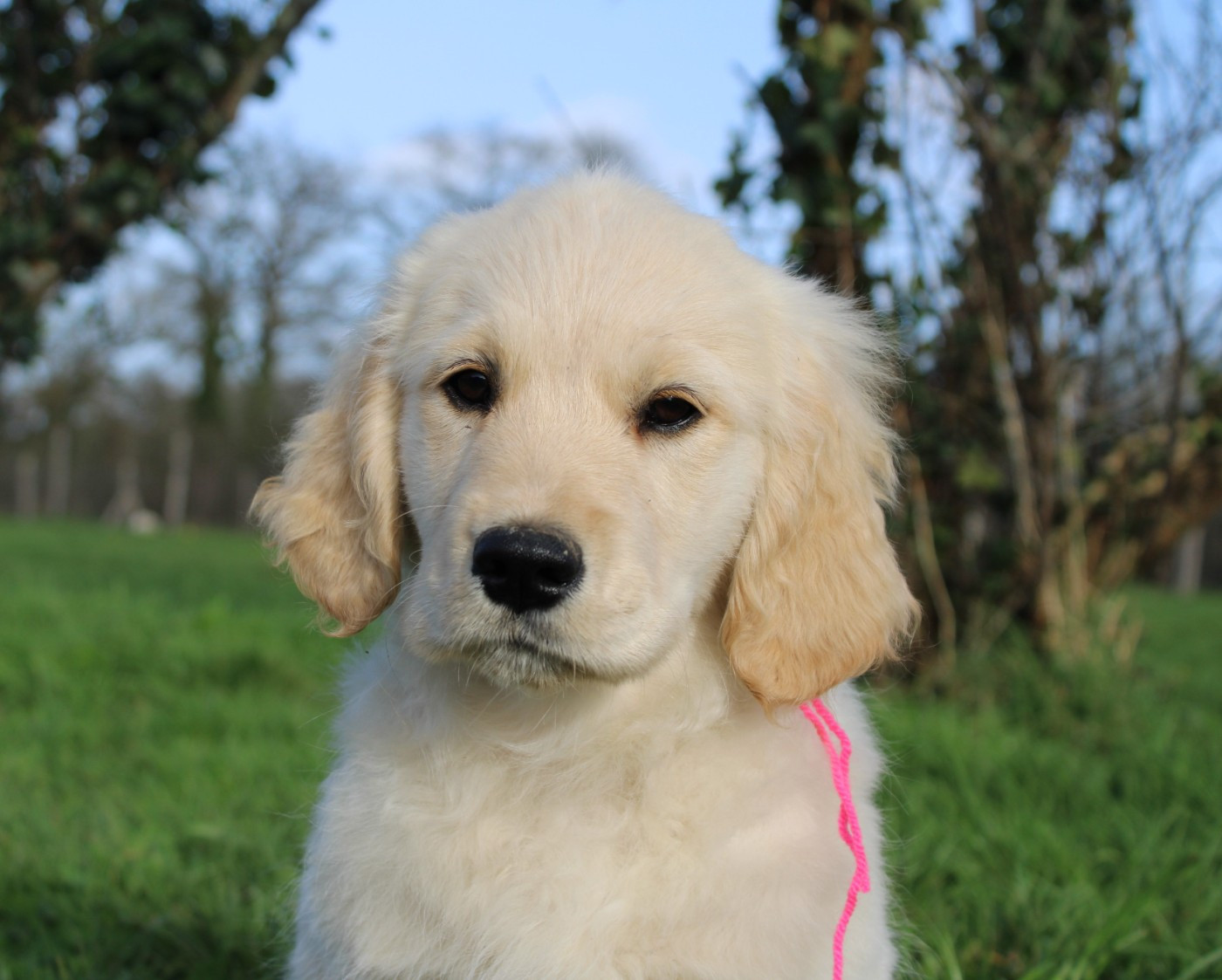 Des Anges Du Mont D'or - Chiots disponibles - Golden Retriever