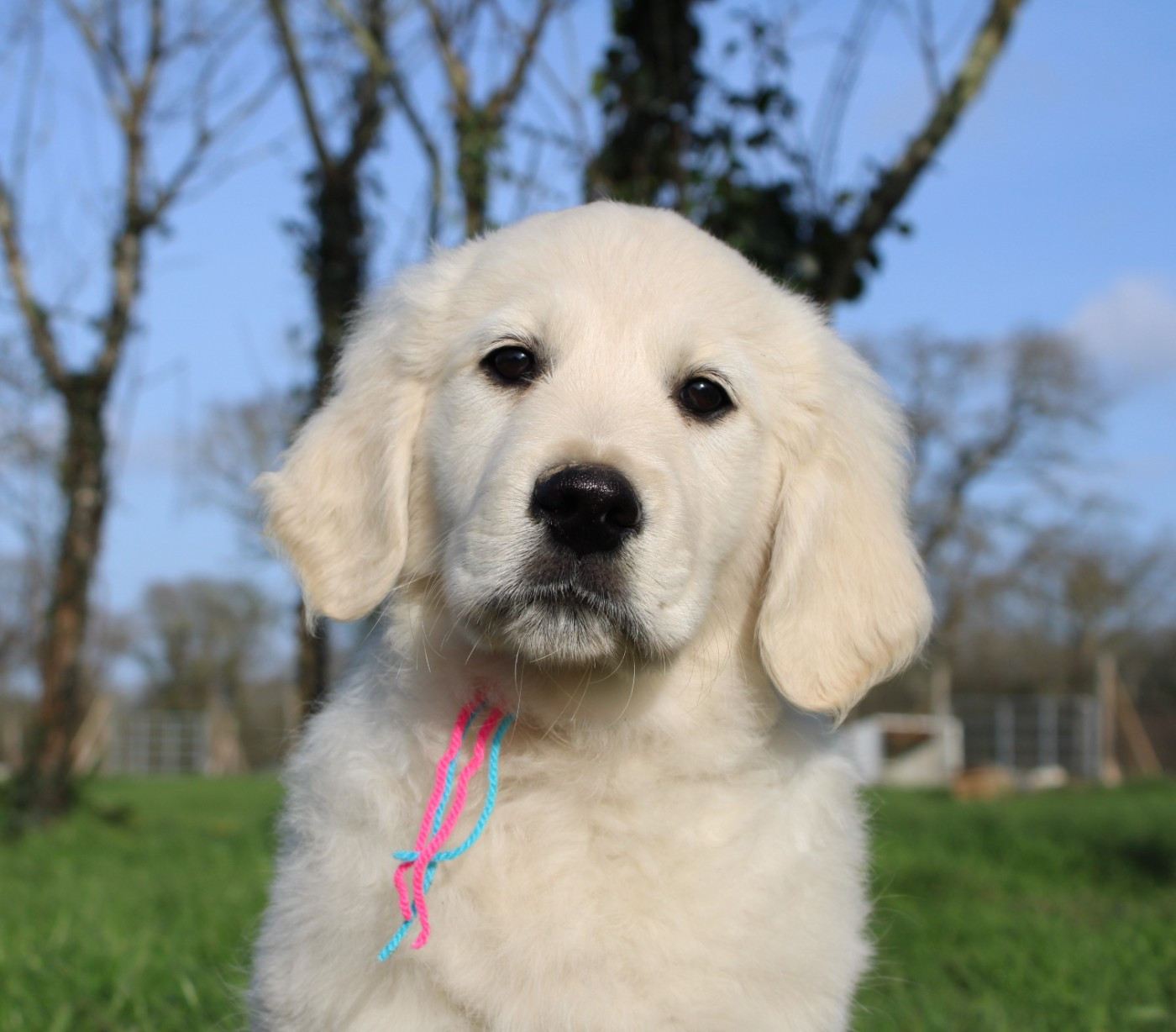 Des Anges Du Mont D'or - Chiots disponibles - Golden Retriever