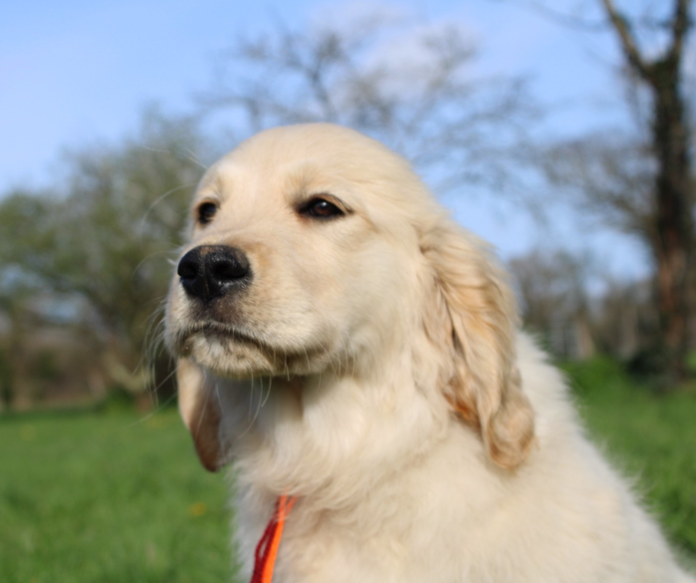 Des Anges Du Mont D'or - Chiots disponibles - Golden Retriever