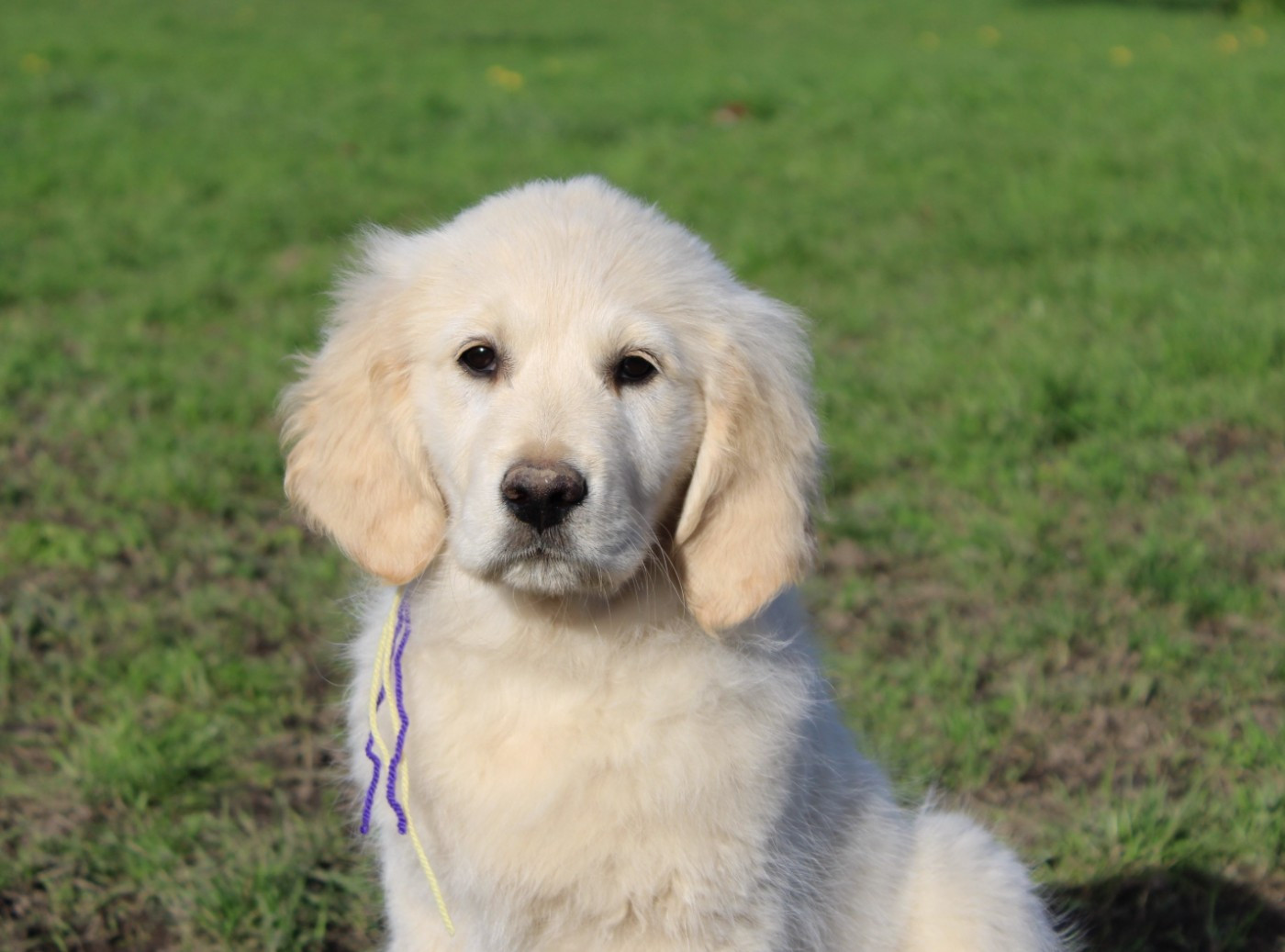 Des Anges Du Mont D'or - Chiots disponibles - Golden Retriever