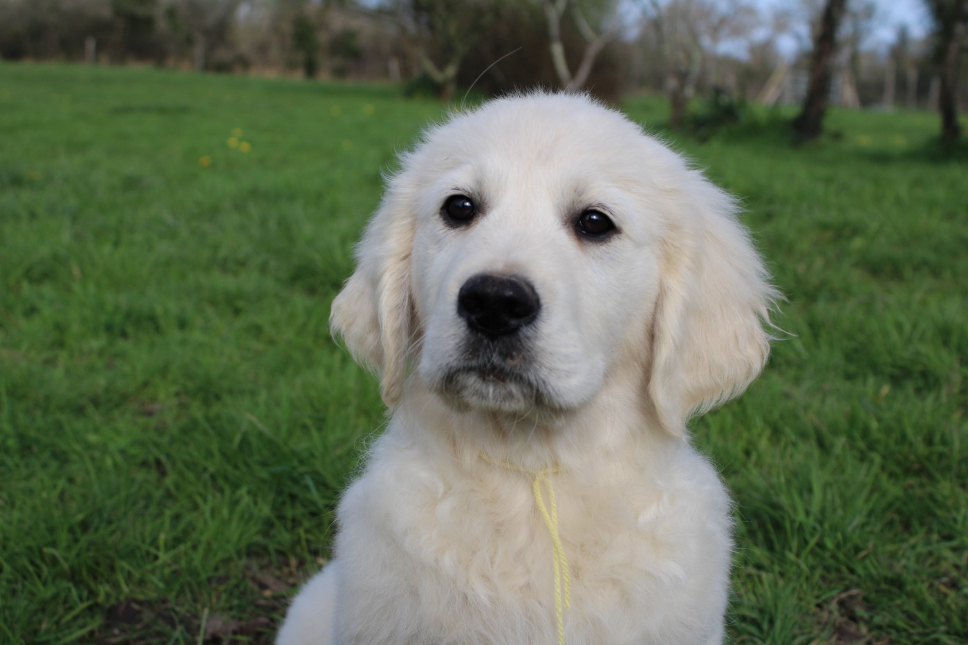 Des Anges Du Mont D'or - Chiots disponibles - Golden Retriever