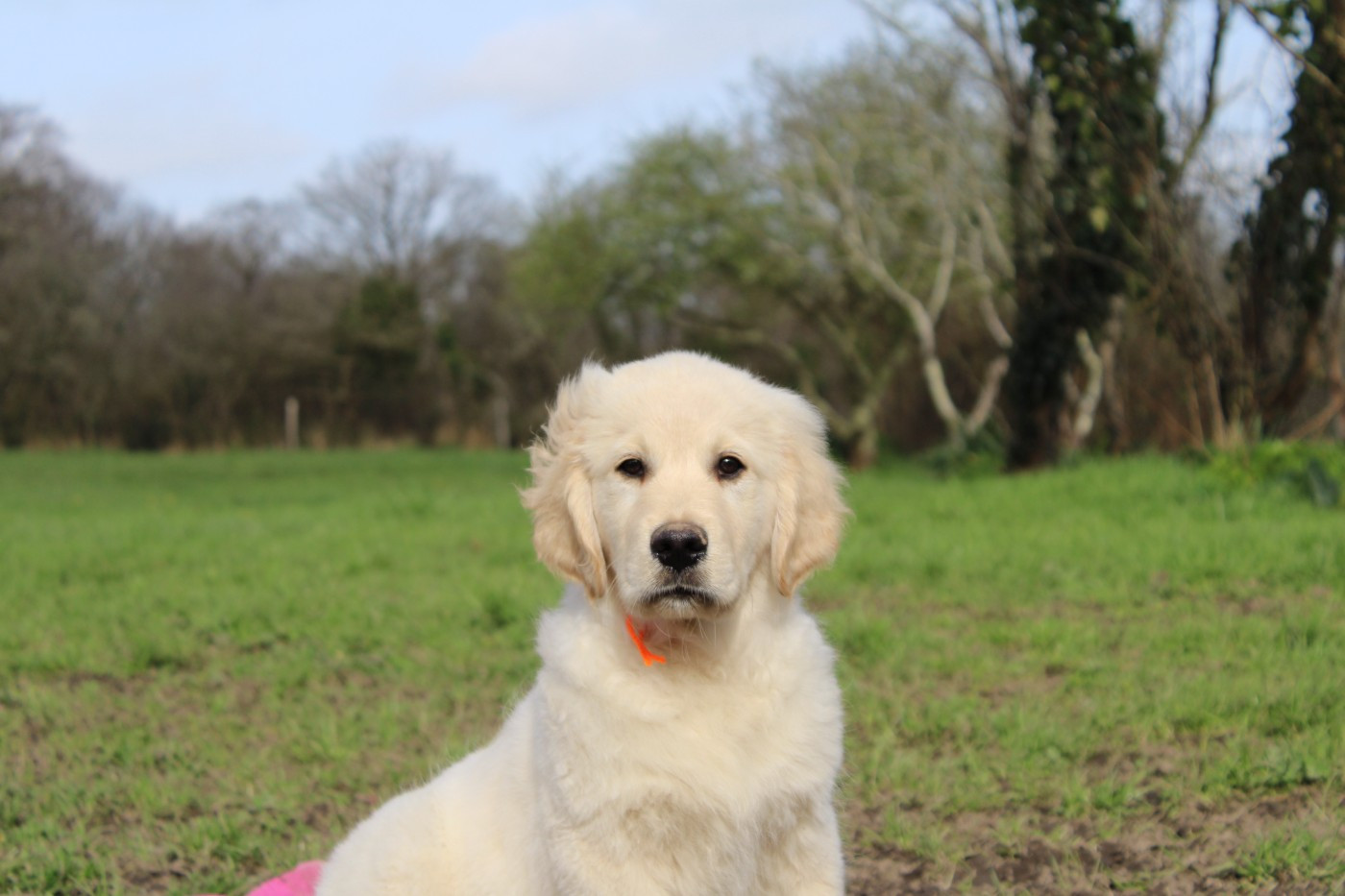 Des Anges Du Mont D'or - Chiots disponibles - Golden Retriever