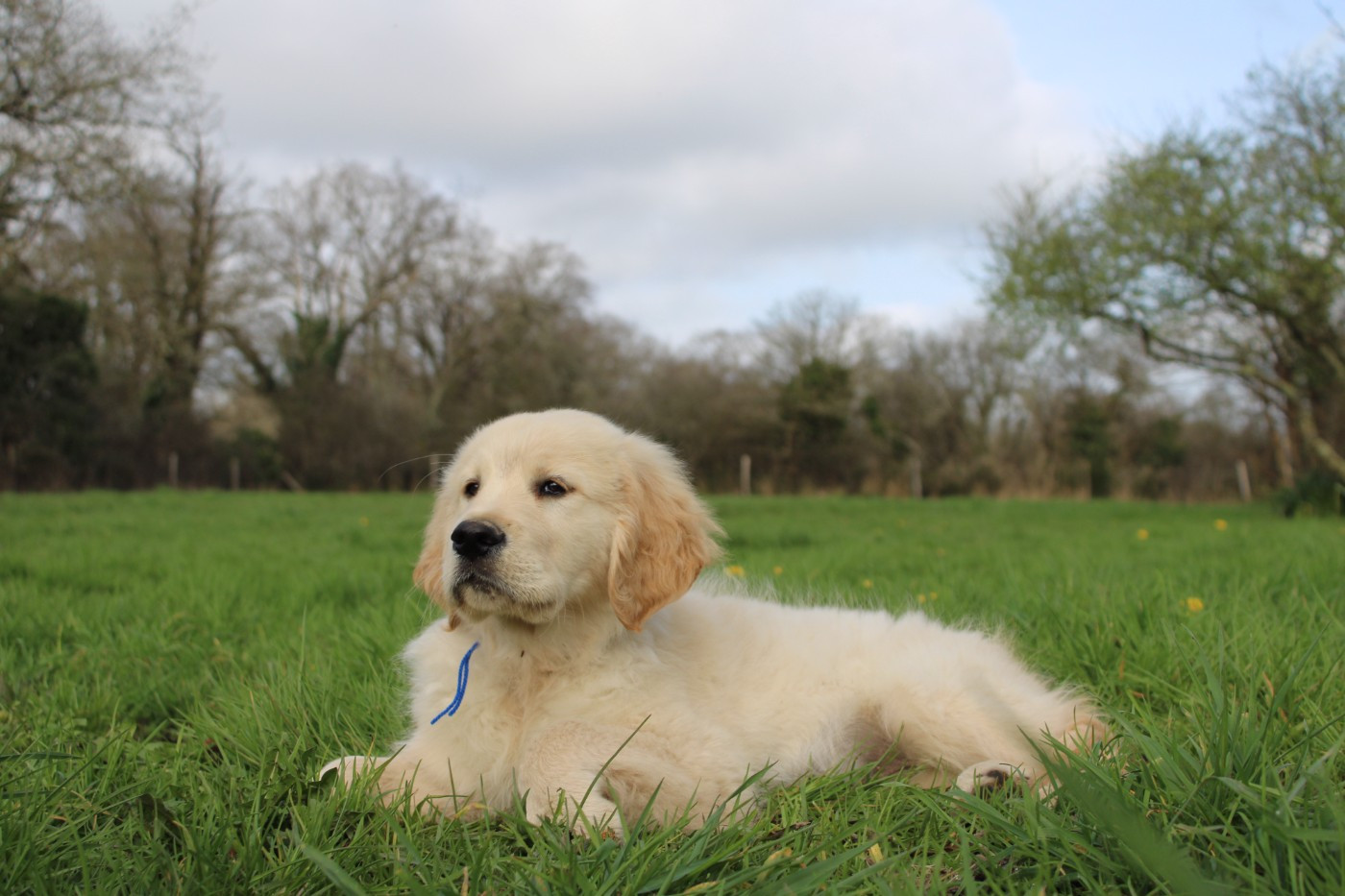 Des Anges Du Mont D'or - Chiots disponibles - Golden Retriever