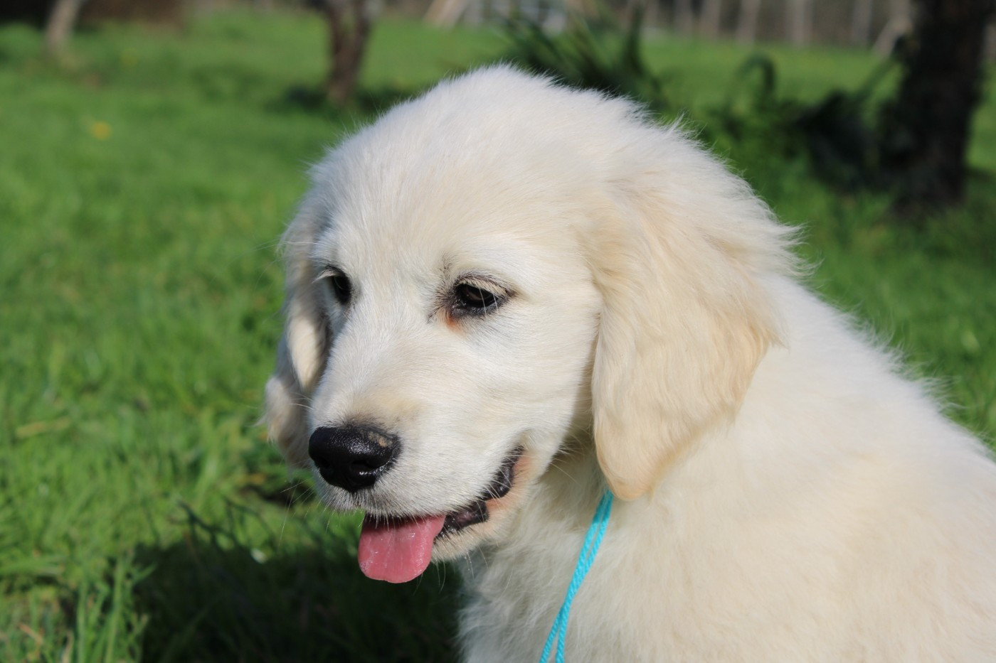 Des Anges Du Mont D'or - Chiots disponibles - Golden Retriever
