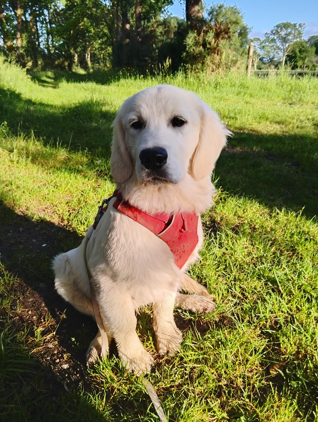 Des Anges Du Mont D'or - Chiots disponibles - Golden Retriever