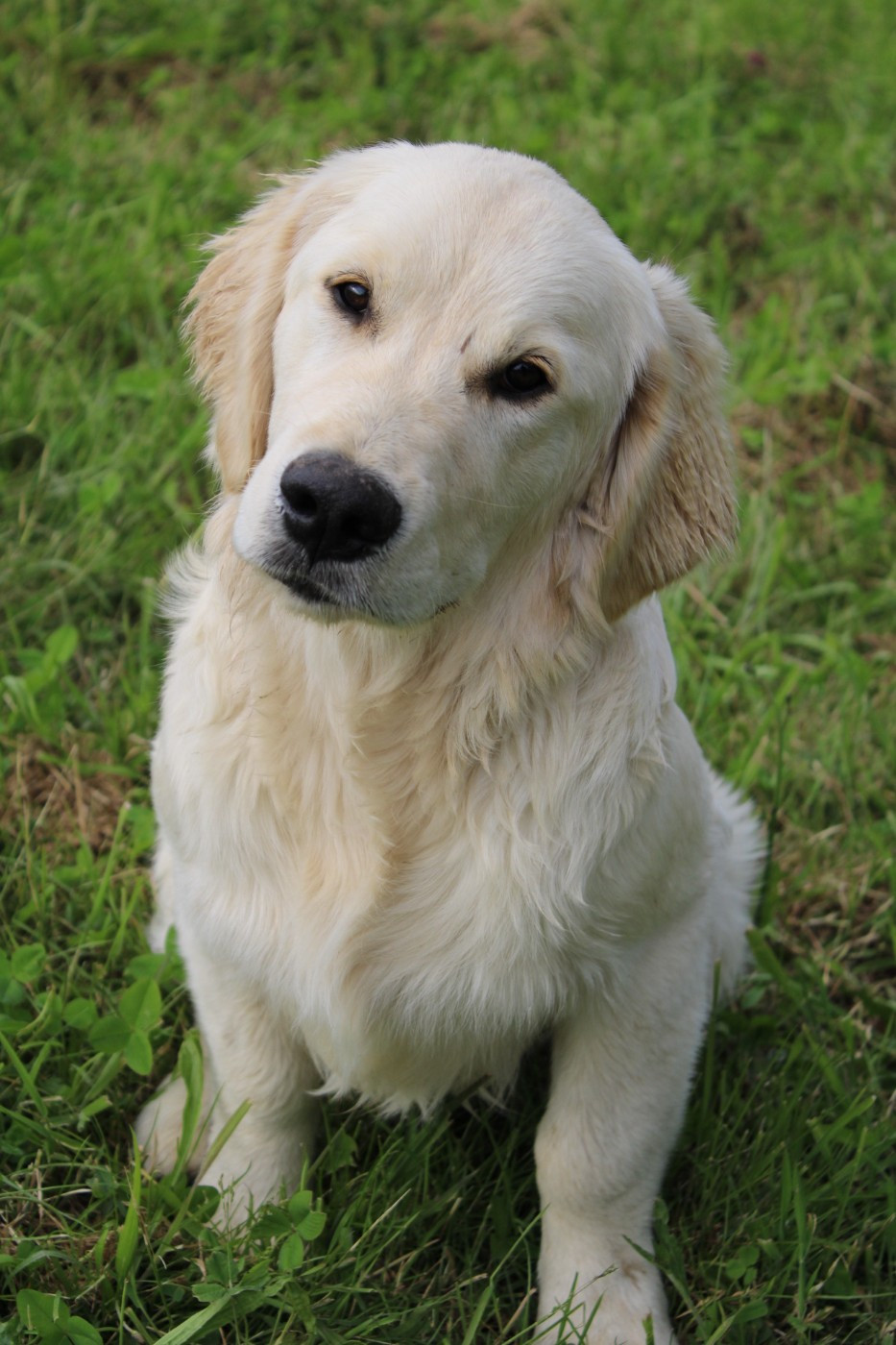 Des Anges Du Mont D'or - Chiots disponibles - Golden Retriever