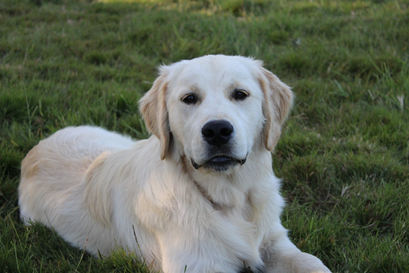 Des Anges Du Mont D'or - Chiots disponibles - Golden Retriever