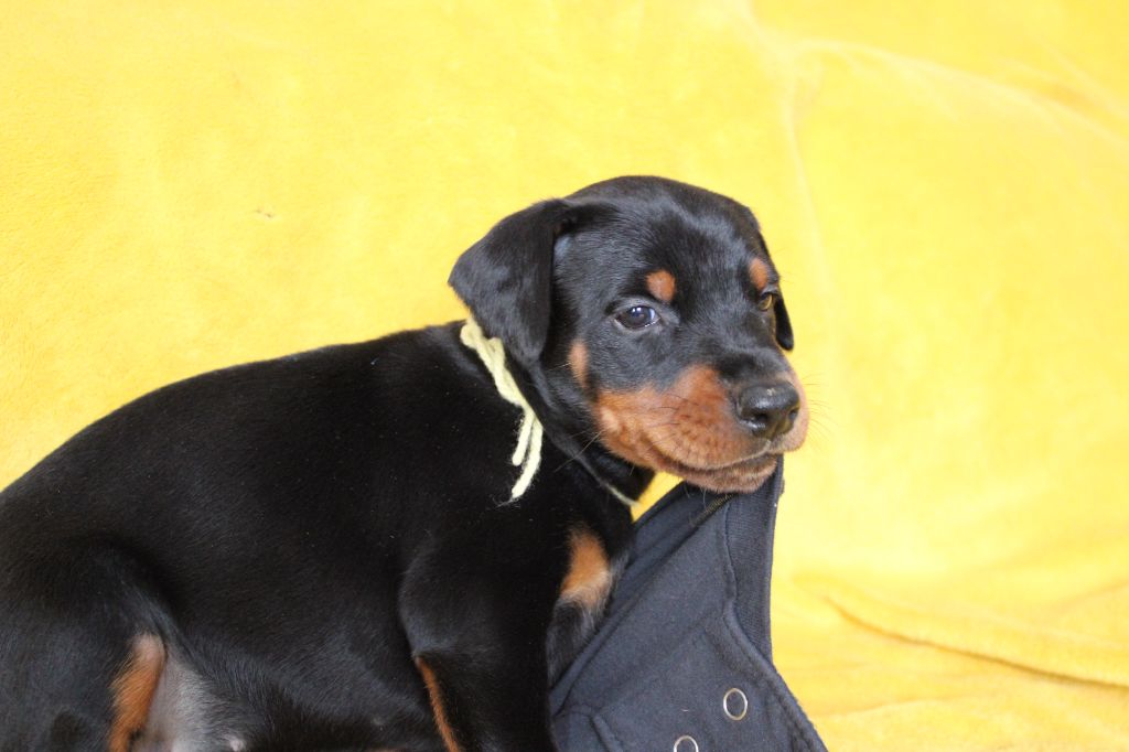 Des Anges Du Mont D'or - Chiots disponibles - Dobermann