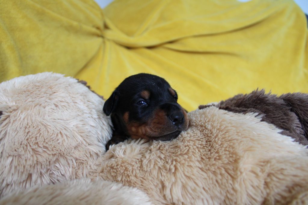 Des Anges Du Mont D'or - Chiots disponibles - Dobermann