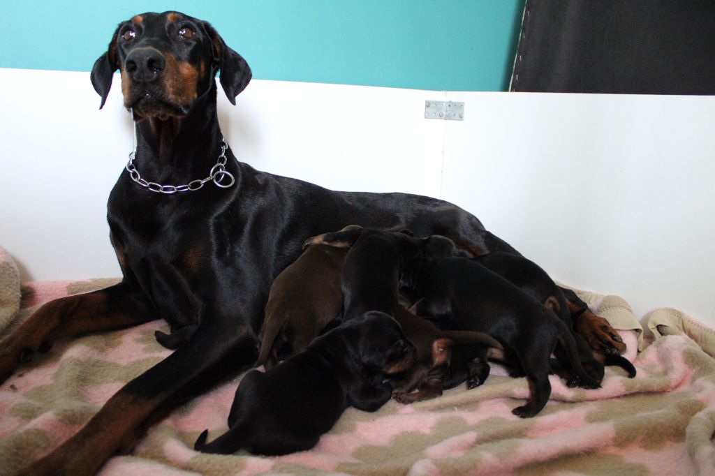 Chiot Dobermann Des Anges Du Mont D'or