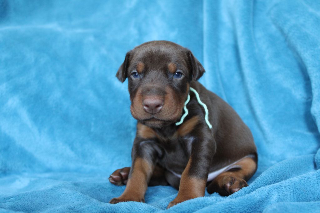 Des Anges Du Mont D'or - Chiots disponibles - Dobermann
