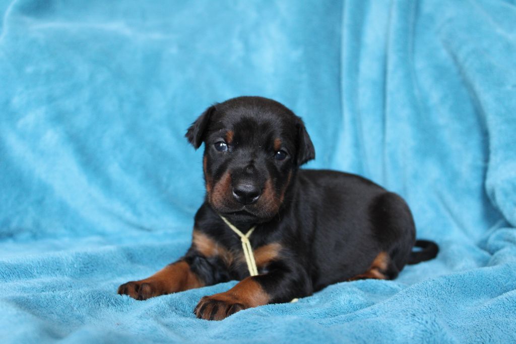 Des Anges Du Mont D'or - Chiots disponibles - Dobermann