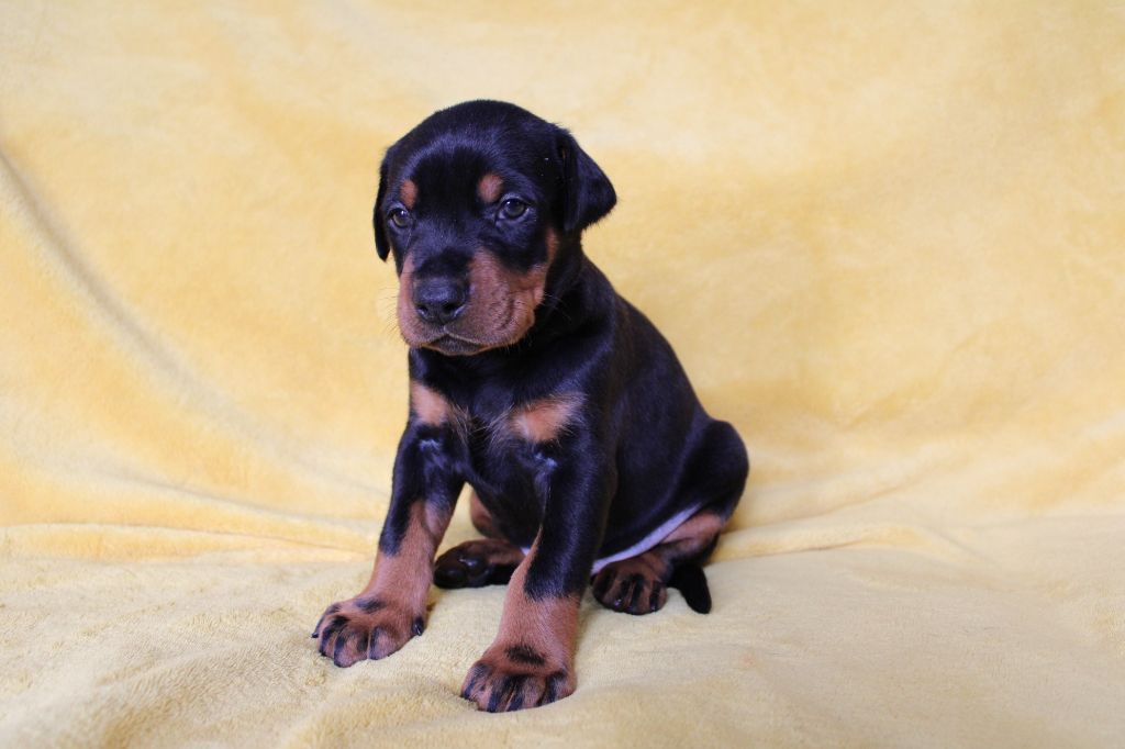 Des Anges Du Mont D'or - Chiots disponibles - Dobermann