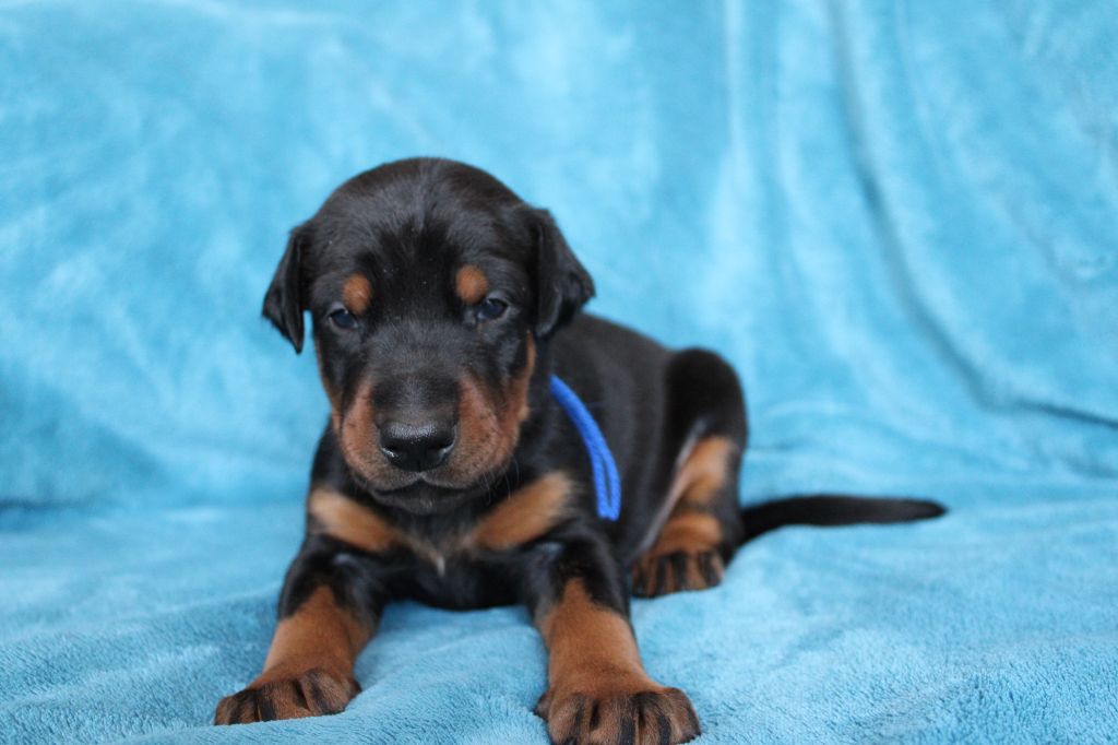 Des Anges Du Mont D'or - Chiots disponibles - Dobermann