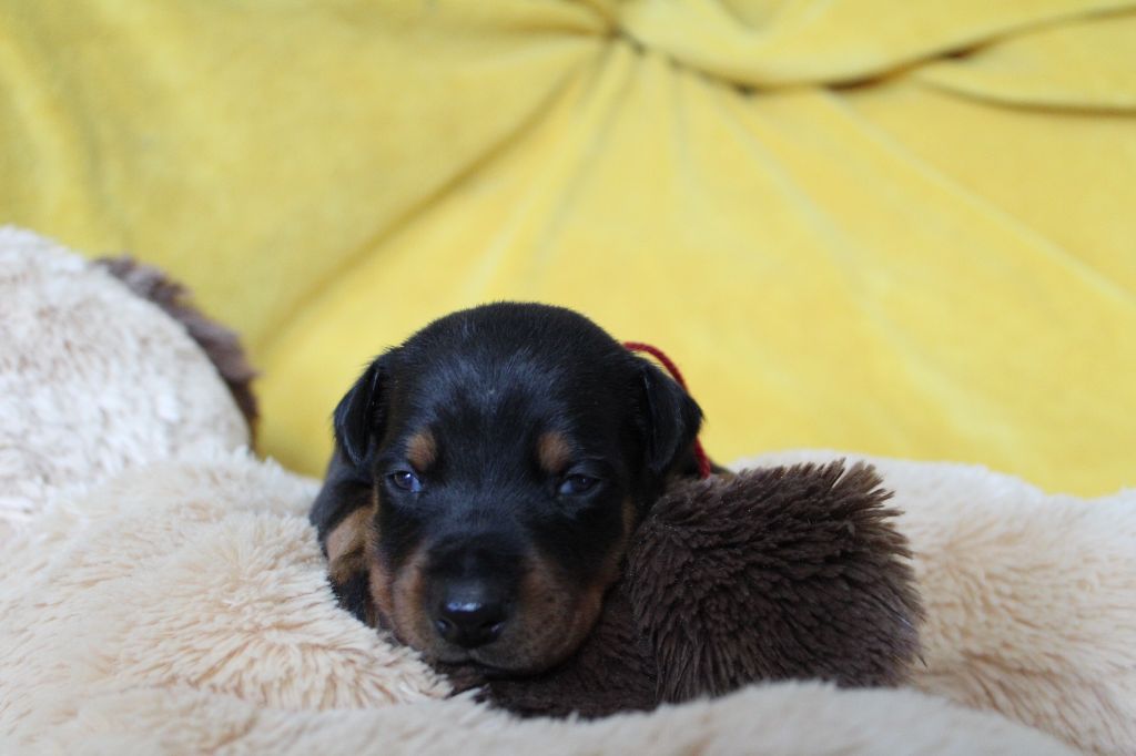 Des Anges Du Mont D'or - Chiots disponibles - Dobermann