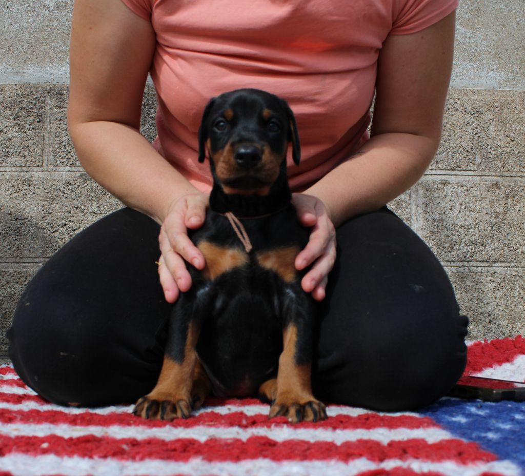 Des Anges Du Mont D'or - Chiots disponibles - Dobermann
