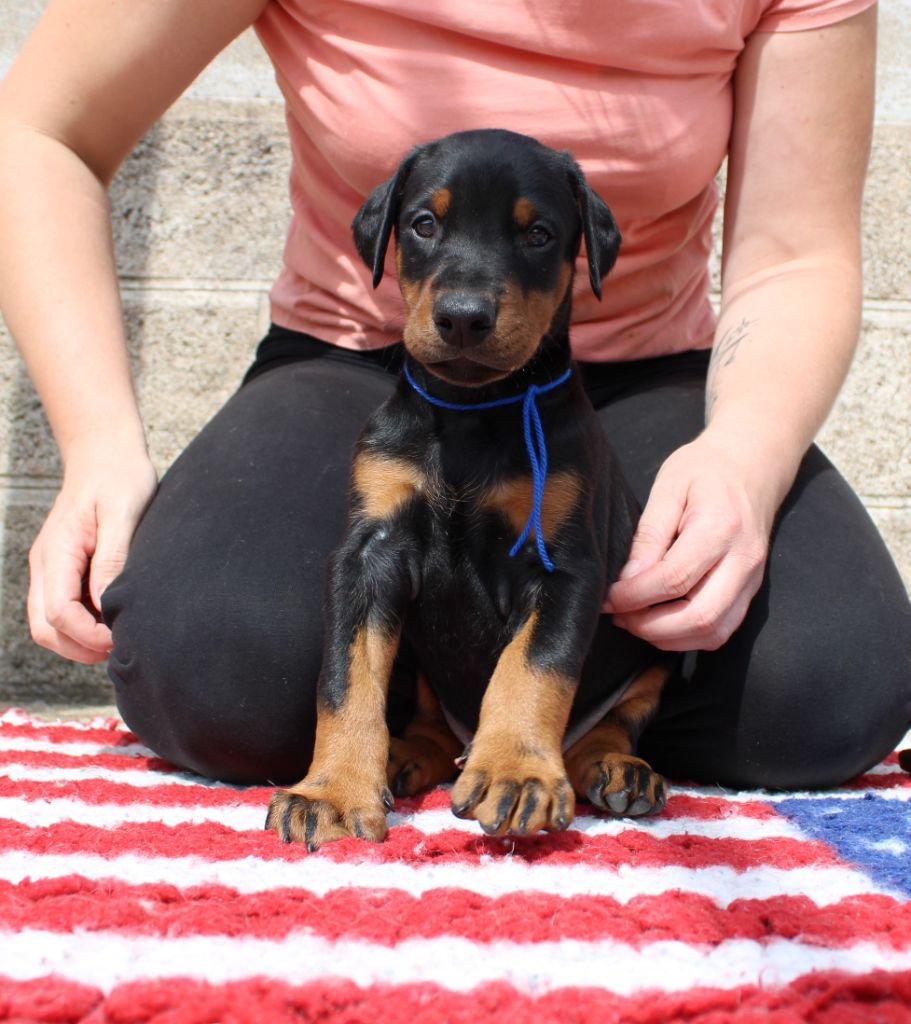 Des Anges Du Mont D'or - Chiots disponibles - Dobermann