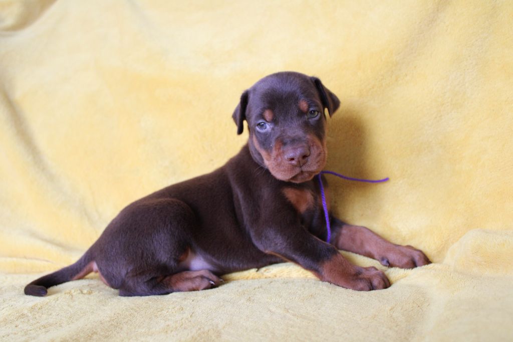 Des Anges Du Mont D'or - Chiots disponibles - Dobermann