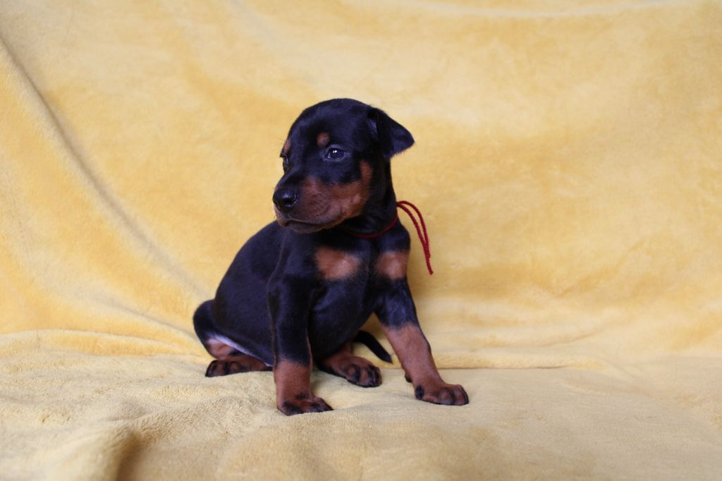 Des Anges Du Mont D'or - Chiots disponibles - Dobermann