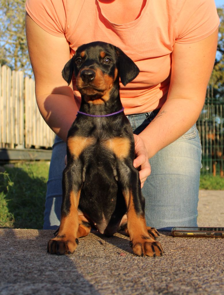 Des Anges Du Mont D'or - Chiots disponibles - Dobermann