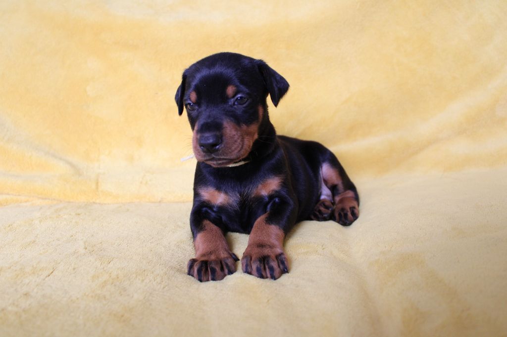 Des Anges Du Mont D'or - Chiots disponibles - Dobermann