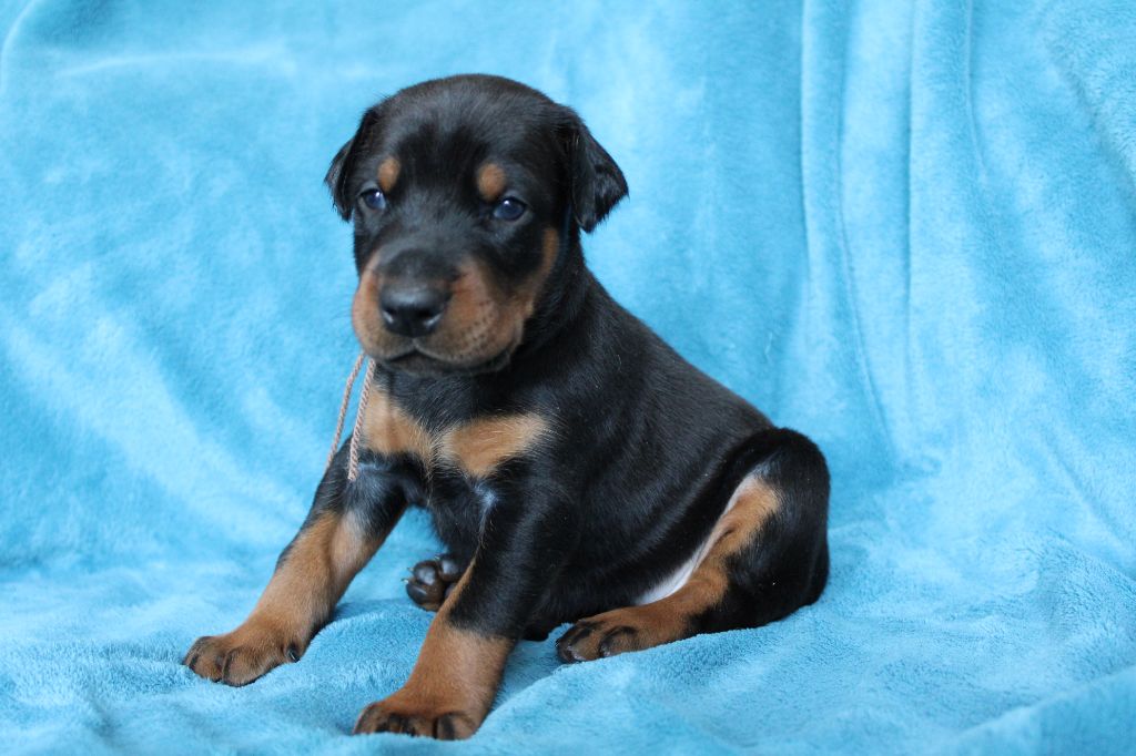 Des Anges Du Mont D'or - Chiots disponibles - Dobermann