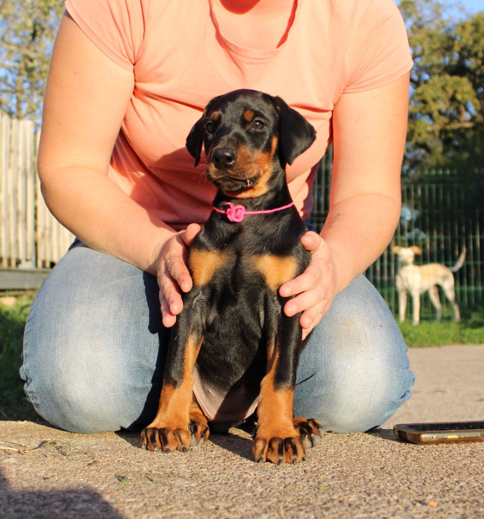 Des Anges Du Mont D'or - Chiots disponibles - Dobermann