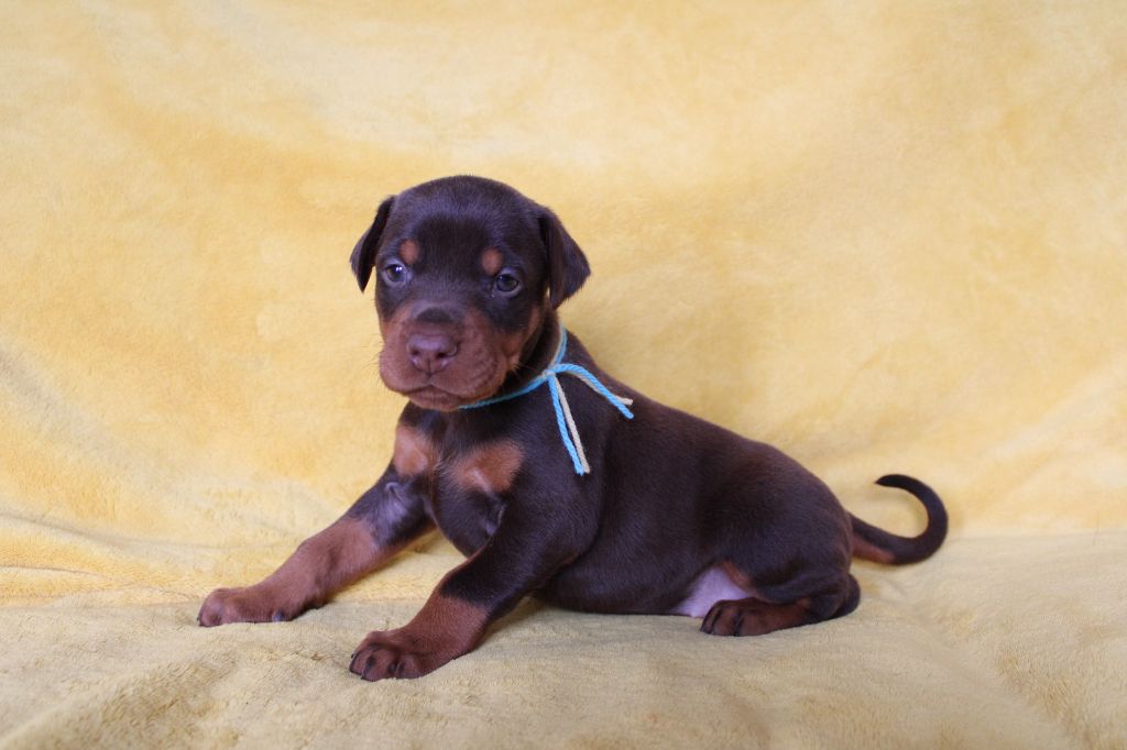Des Anges Du Mont D'or - Chiots disponibles - Dobermann