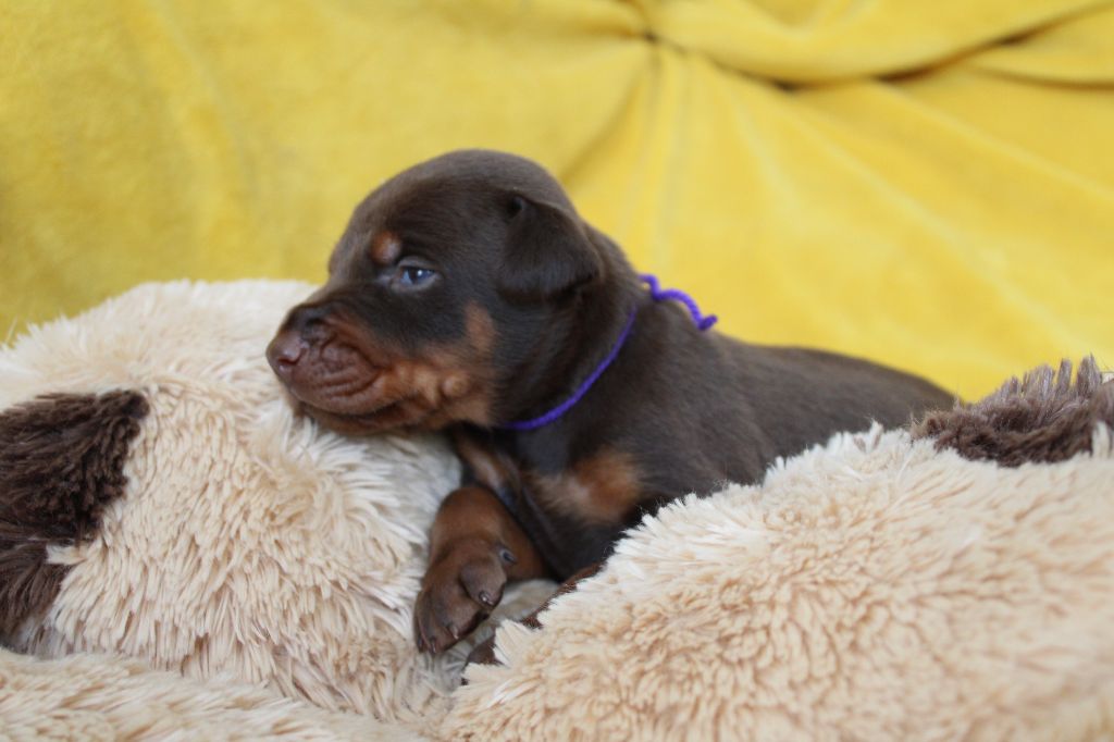 Des Anges Du Mont D'or - Chiots disponibles - Dobermann